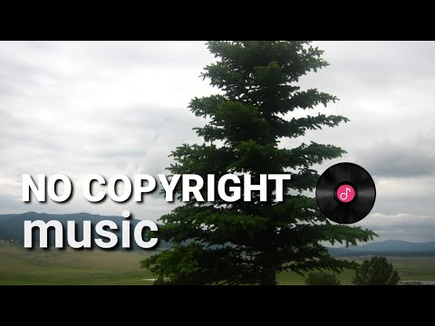 Ashley Shadow - Spruce Tree (NO COPYRIGHT MUSIC) Ambient Inspirational