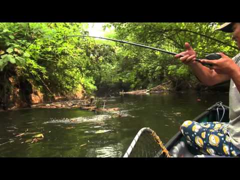 Papuan Black Bass Fishing part-2 with Gong Lei