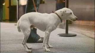 VOLKSWAGEN POLO - Singing dog (Confidence) - Best Car Commercial
