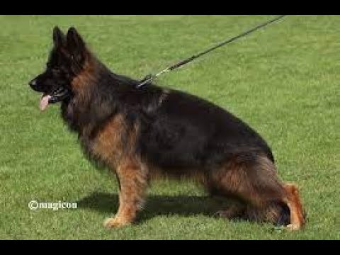 #BSZS2022 - Haus Qira Eamon - LSH