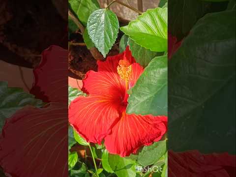 Sukooon ✨💟🌿#flowers #nature  #terracegardenindia #gardening #shorts #ytviral #ytshortsindia