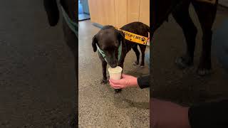 Video preview image #1 Catahoula Leopard Dog-Plott Hound Mix Puppy For Sale in Oakhurst, NJ, USA