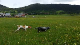 Pointer en muestra a padrón con Setter