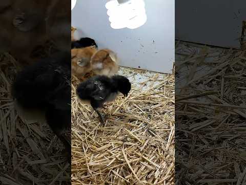 YENİ CİVCİVLERİM GELDİ!