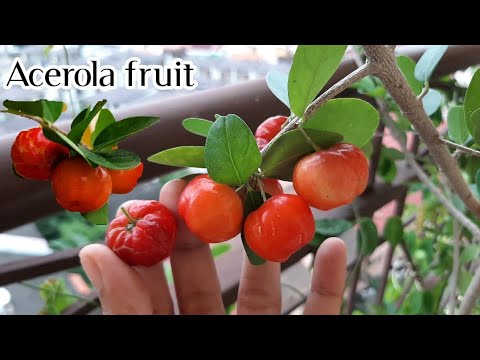 ACEROLA CHERRY *update* Loaded with Vitamins C -in a pot