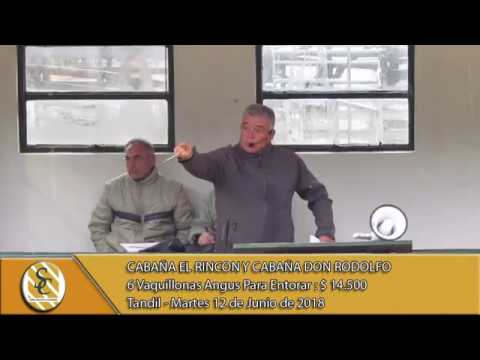 12-06-18 Venta de Vientres Angus y Shorthorn - Cabaña El Rincón y Don Rodolfo - Tandil.