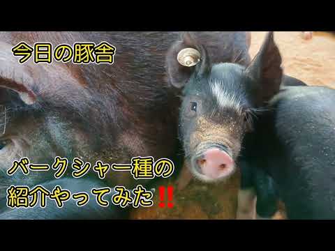 , title : 'バークシャー種(豚)の紹介動画です❗'