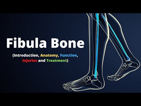 Fibula Bone - Introduction, Anatomy, Function, Injuries and Treatment.
