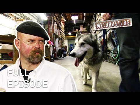 Debunking Dog Myths! | MythBusters | Season 4 Episode 6 | Full Episode