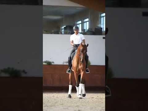 Veneza (Valverde x Sandro Hit x Contender) 4YO Oldenburg mare