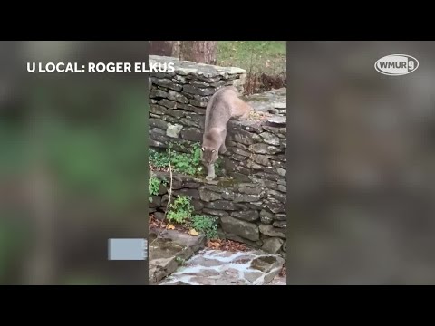 Stealthy bobcat climbs rock wall in Exeter