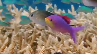 Download lagu Gender Jumping Fish! | Battle of the Sexes in the Animal World | BBC Earth mp3