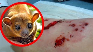 20 Animais Adoráveis ​​que São Mortais para os Humanos