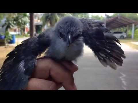 Fledged young bird, Green-billed Malkoha (Phaenicophaeus tristis)