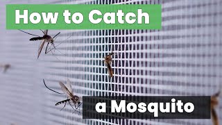 Proven Strategies: How to Catch a Mosquito Without Fail!