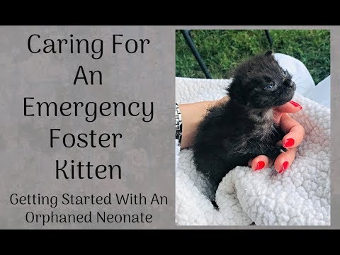 Emergency Foster - Orphaned Newborn Kitten