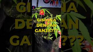 Download lagu Tanam Ganja di Halaman Sendiri, Pria Lembang ini Diamankan #shorts mp3
