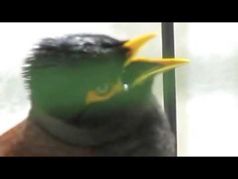 YouTube video about: Why do birds open their mouths?