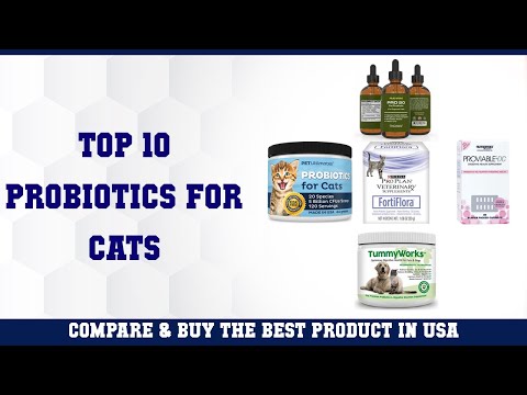 Top 10 Probiotics For Cats to buy in USA 2021 | Price & Review
