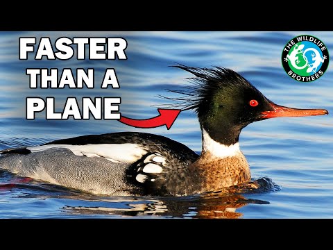 Das sind die extremsten Enten Amerikas