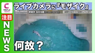 【深刻なカスハラ】ラッコの食事タイムが見られない!?　“ライブ配信にモザイク”　理由はカスハラ　三重・鳥羽水族館