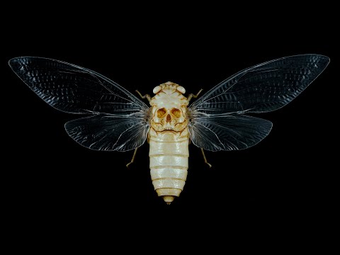 Exploring the SCP Foundation: SCP-2852 and SCP-3089