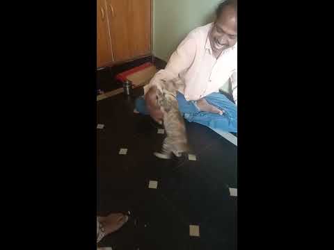 Cat fight with human