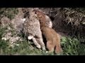 How a weasel hunts - YouTube