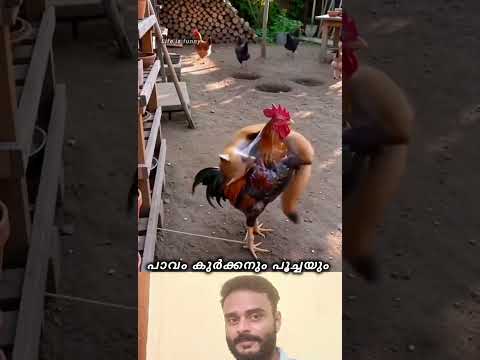 പാവം കുറക്കനും പൂച്ചയും |😔🙄🥰❤️| #shorts #funny #viralvideo #trending #comedy