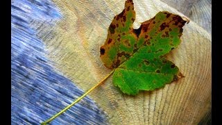 preview picture of video 'Herbst Zeitlos im Schwarzwald'