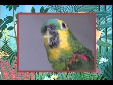 Papagaio Louro - Cantigas de Roda