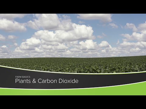 Plants and Carbon Dioxide