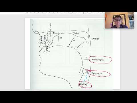 Linguistics 341 - Introduction to Phonetics - Place of Articulation II