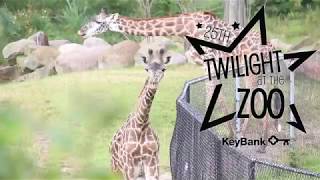 Twilight at the Zoo presented by KeyBank 2018