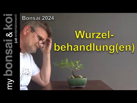 Bonsai 2024-46 - Root treatment(s)