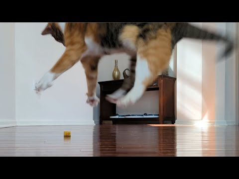 2 minutes of non stop cat zoomies and playtime