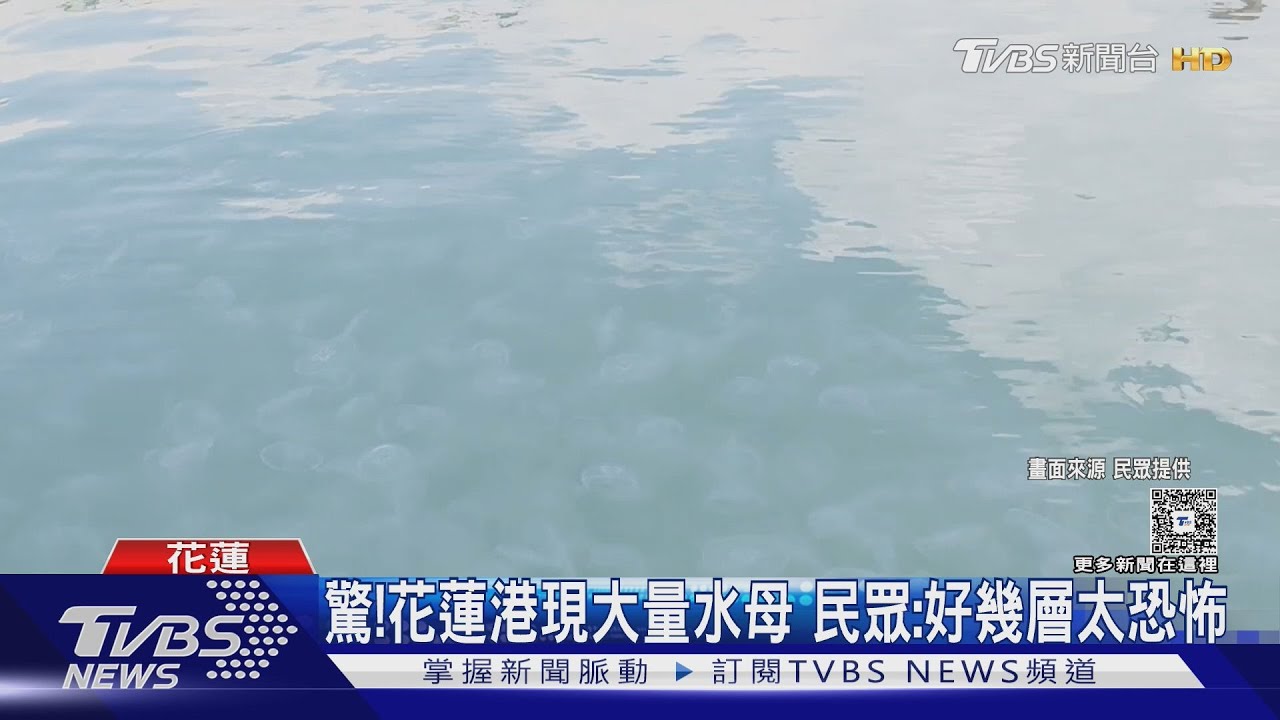 水母大軍入侵花蓮港！數量多到堆疊成層　民眾嚇壞：太恐怖