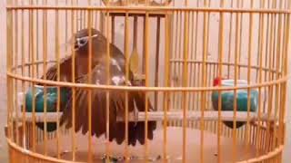 Download lagu Burung wambi istimewah ... pancingan suara wambi paling ampuh untuk memencing emosi burung wambi mp3