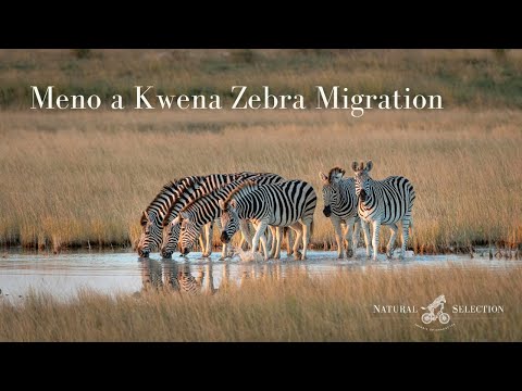 The seasonal zebra migration by safari guide Cell