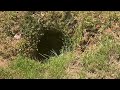 Groundhog Burrowing Around Homeowners Pool in Atlantic Highlands, NJ