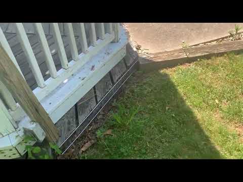 Groundhog Burrowing Around Homeowners Pool in Atlantic Highlands, NJ