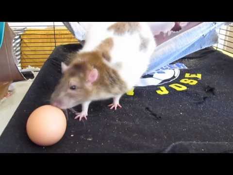 If You Give Rats An Egg...
