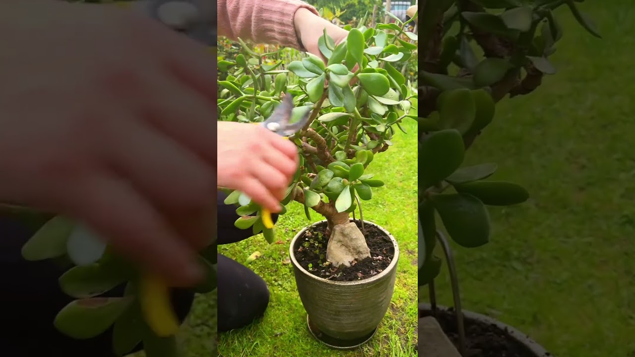 Jade plant summer pruning + charcoal cuts = stronger growth after winter dormancy. #garden