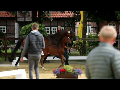 Endring - 27. Stute, geb. 30.04.2022 – V: Don Nobless M: Quasar de Charry – Ex Libris