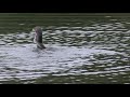 Cormorant With Eel Catch Radipole Weymouth 20 November 2021