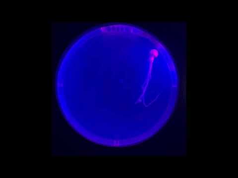 Calming Music of Jellyfish in Falls (by Keith Kenniff music) (Micro Music Video)