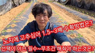 고추수확 1.5~3배이상 하려면 무조건 해줘야 하는것은?