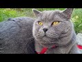 British cat meowing, cat sound ;