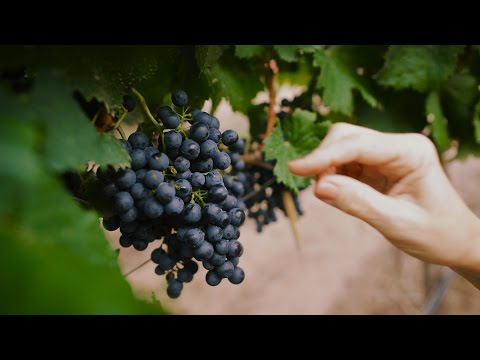 download lagu mp3 mp4 Bodega Nqn Malma Malbec, download lagu Bodega Nqn Malma Malbec gratis, unduh video klip Bodega Nqn Malma Malbec