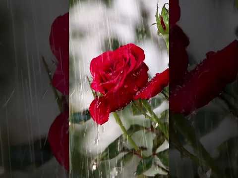 #sukhpreet  beautiful nature flowers